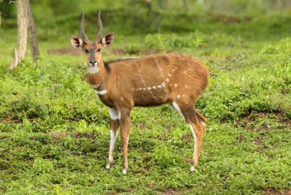 Bushbuck Facts Africa