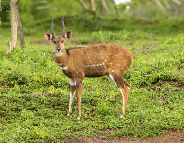 Bushbuck Facts Africa