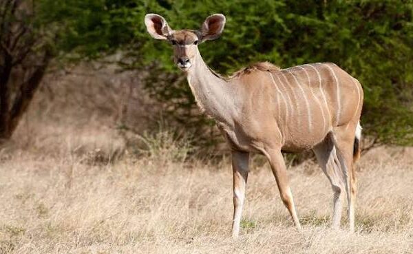 Greater Kudu Facts Africa
