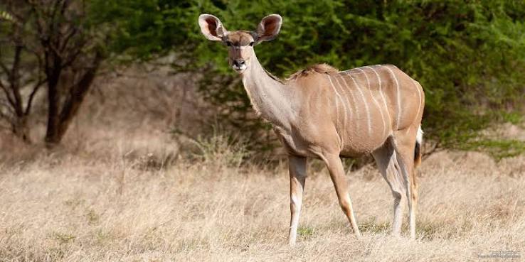 Greater Kudu Facts Africa