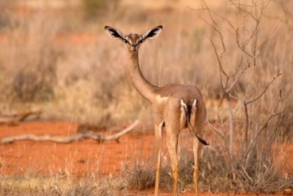 Gerenuk Facts Africa
