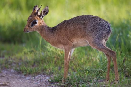 Kirk's Dik-Dik Facts
