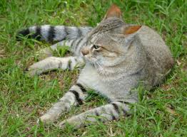 African Wild Cat Facts