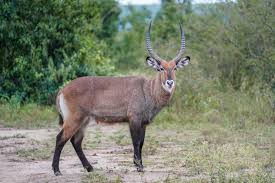 Waterbuck Territory Africa
