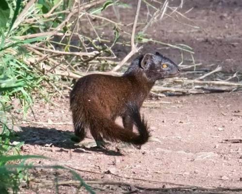 Slender Mongoose Africa