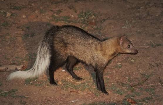 White-Tailed Mongoose Facts