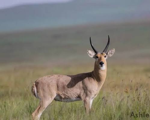 Mountain Reedbuck Facts