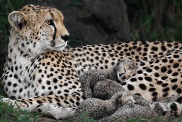 Cheetah Mother and Cubs