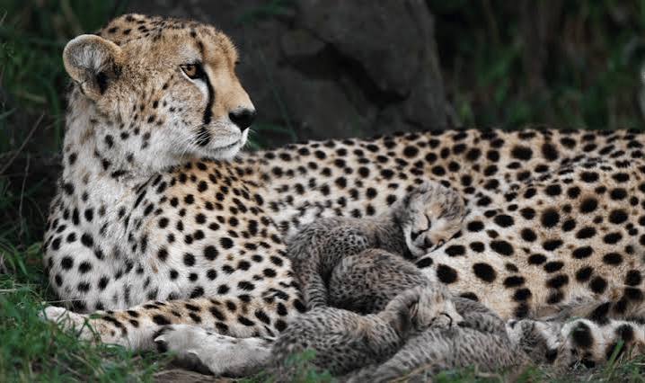 Cheetah Mother and Cubs