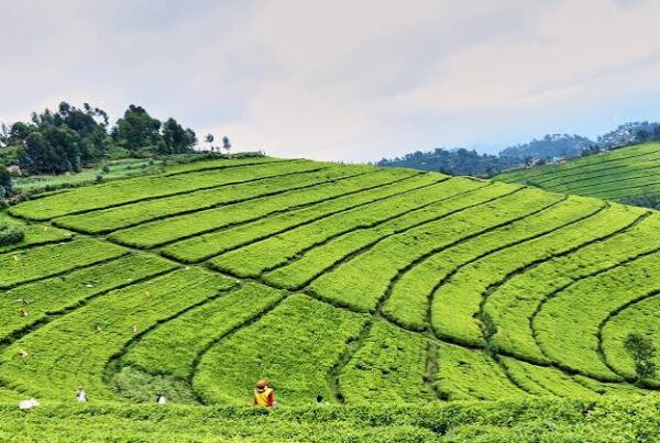 Rwanda Tea Farm Visit