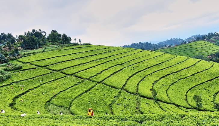 Rwanda Tea Farm Visit