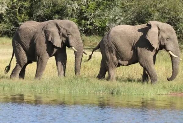 Murchison Elephant Herds