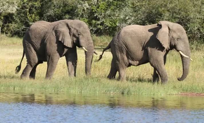 Murchison Elephant Herds