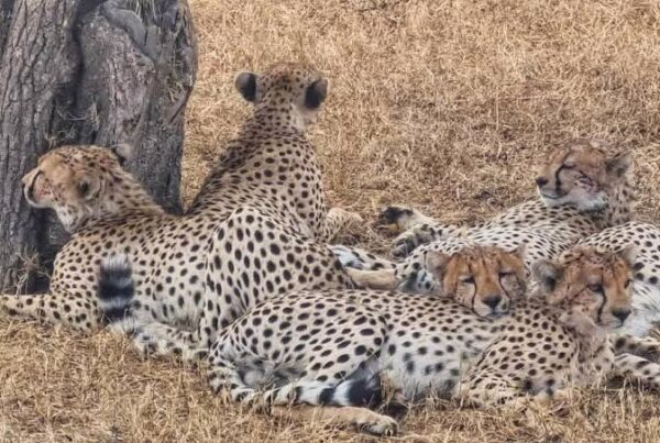 Uganda Leopard Spotting