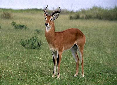 Uganda Kob Antelope