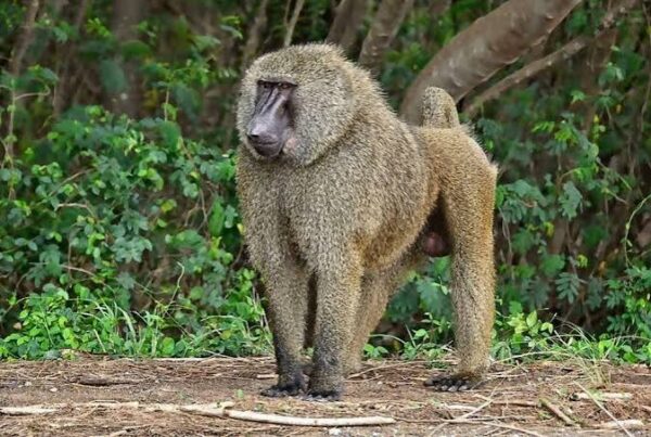 Olive Baboon Uganda