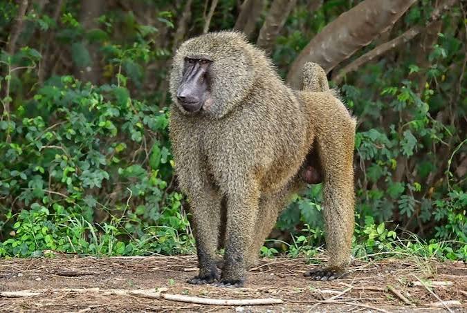 Olive Baboon Uganda