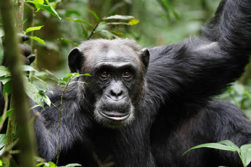 Kibale Chimp Habituation