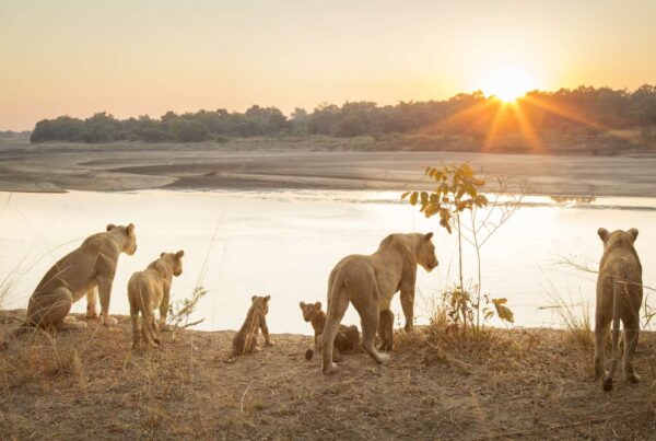 African Lion Pride Facts