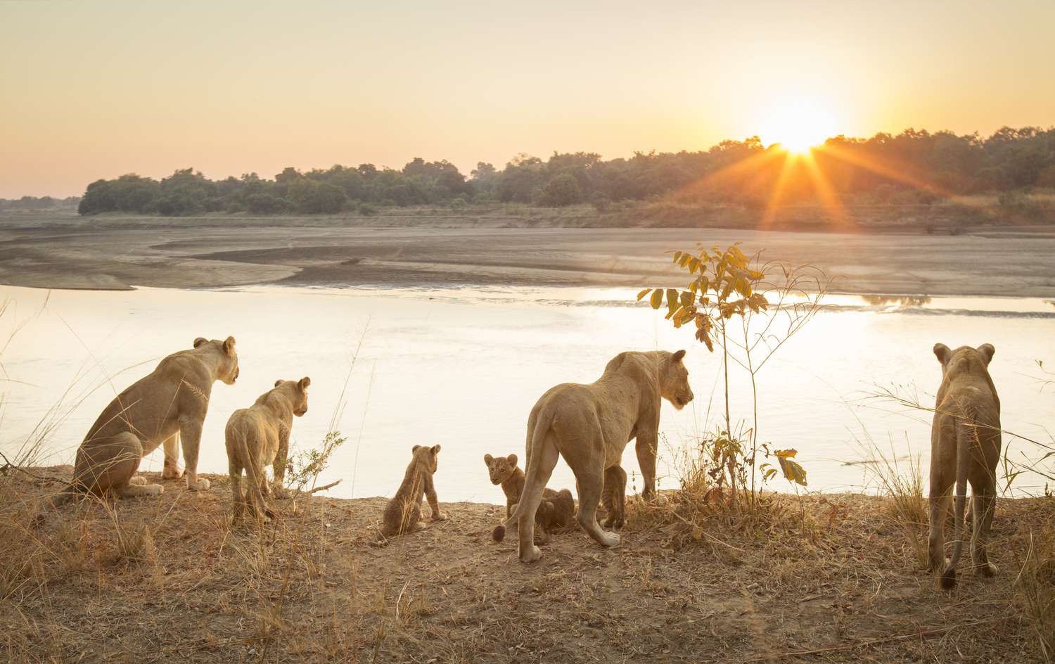 African Lion Pride Facts