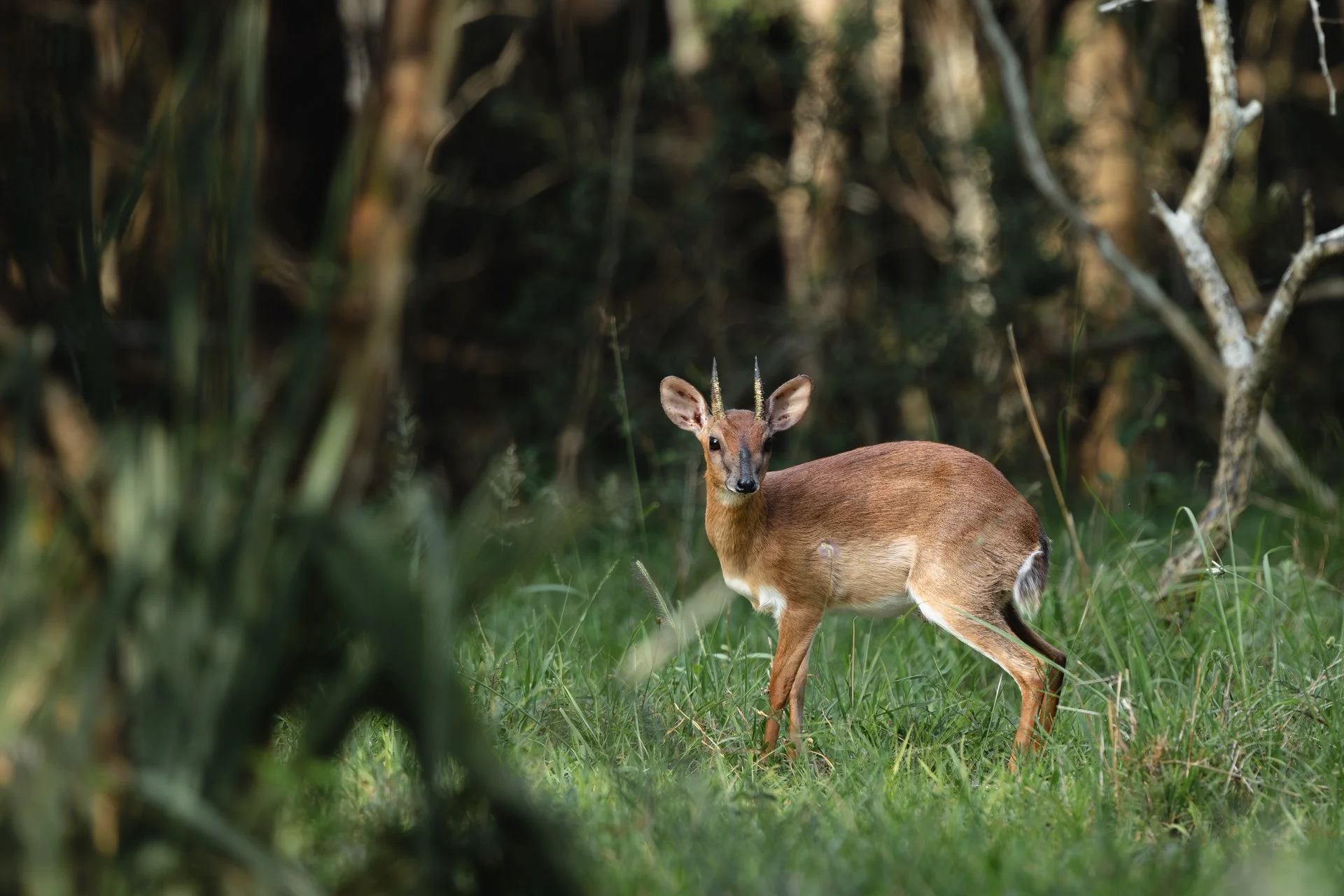 Suni Antelope Africa