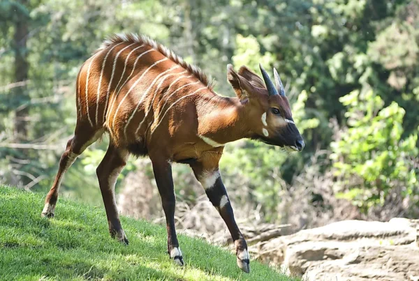 Bongo Facts Africa