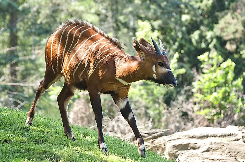 Bongo Facts Africa