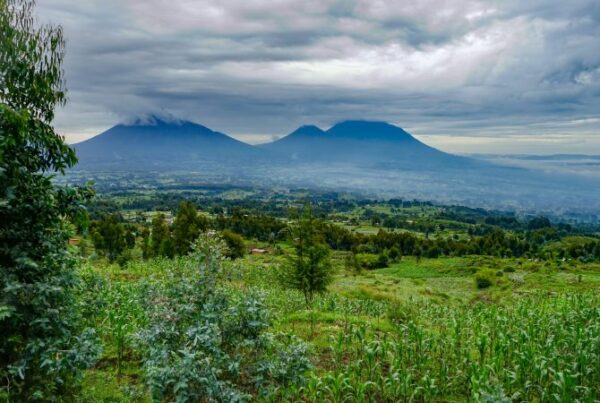 Rwanda Cloud Forest