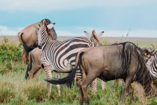 Zebra Migration