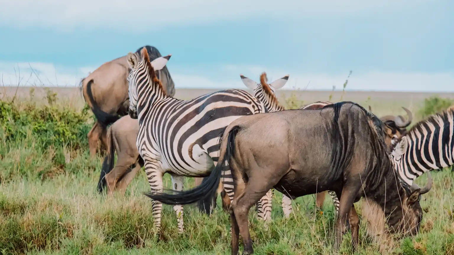 Zebra Migration
