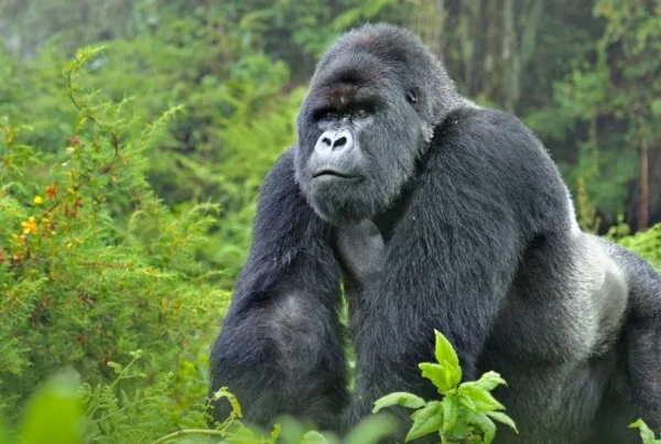 Mountain Gorilla Population