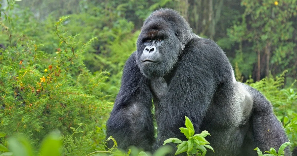 Mountain Gorilla Population
